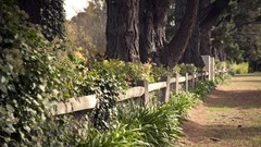 Nature Trees Plants fences paths