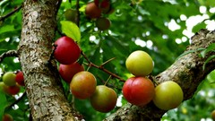 Nature Trees Plants fruits