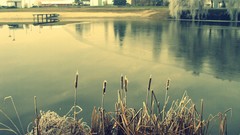 Nature Trees Plants lakes reflections
