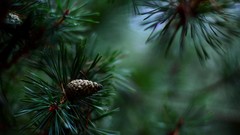 Nature Trees Plants macro