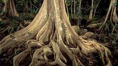 Nature Trees Plants national