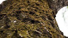 Nature Trees Plants Parks romania