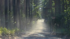 Nature Trees Plants roads