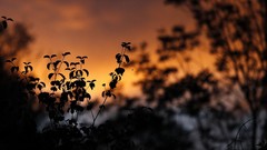 Nature Trees Plants silhouettes