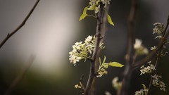Nature Trees Plants spring