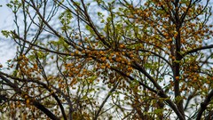 Nature Trees Plants spring
