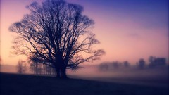 Nature Trees purple mist