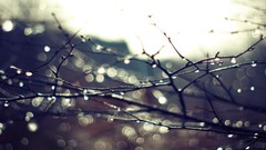 Nature Trees rain branches water drops