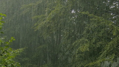 Nature Trees rain forest