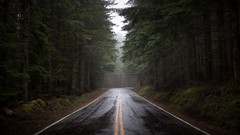 Nature Trees rain roads wet forests