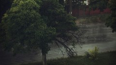 Nature Trees rain storm roads brick wall