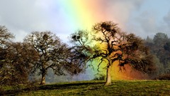 Nature Trees rainbows