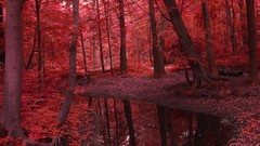 Nature Trees red autumn Earth forests