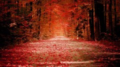 Nature Trees red autumn roads