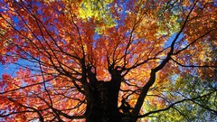 Nature Trees red autumn Virginia West