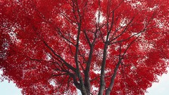 Nature Trees red branches maple skies