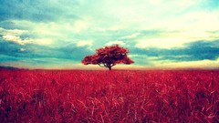 Nature Trees red fields Photo manipulation