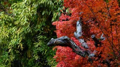 Nature Trees red Green