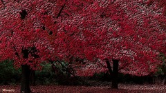 Nature Trees red Wood forests