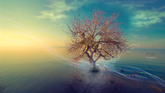 Nature Trees reflections