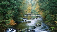 Nature Trees rivers forests