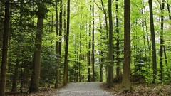 Nature Trees roads