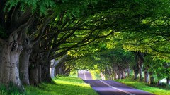 Nature Trees roads