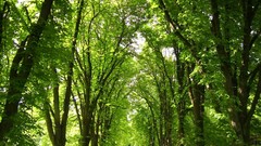 Nature Trees roads