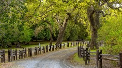 Nature Trees roads