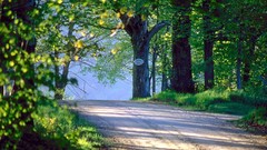 Nature Trees roads