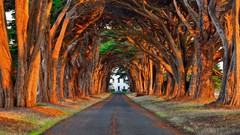 Nature Trees roads