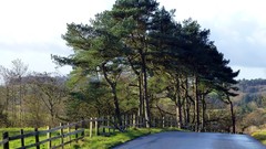 Nature Trees roads