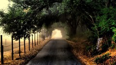 Nature Trees roads fences forests depth of field