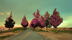 Nature Trees roads flora