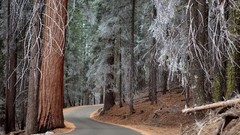 Nature Trees roads forests