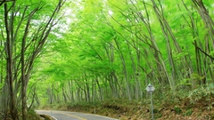 Nature Trees roads scenic