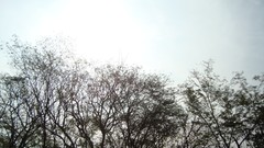 Nature Trees roads skies