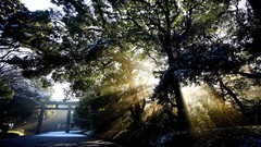 Nature Trees roads sunlight Japanese gardens