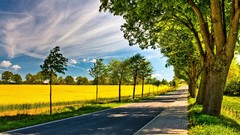 Nature Trees roads sunlight streets yellow field