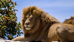 Nature Trees rock Animals Lions