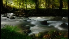 Nature Trees rocks moss