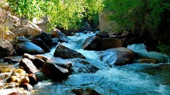 Nature Trees rocks water