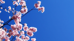 Nature Trees sakura blossoms