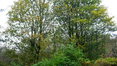 Nature Trees Scotland forests