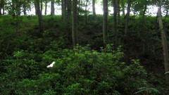 Nature Trees Scotland forests