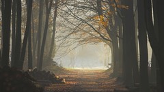 Nature Trees seasons