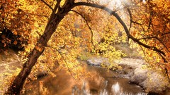 Nature Trees seasons autumn rivers