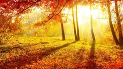 Nature Trees seasons autumn sunlight