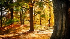 Nature Trees seasons summer brown forests