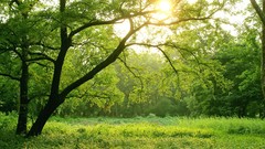 Nature Trees seasons sunlight